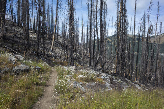 Пожар повредил деревья и лес вдоль Тихоокеанского гребня — стоковое фото