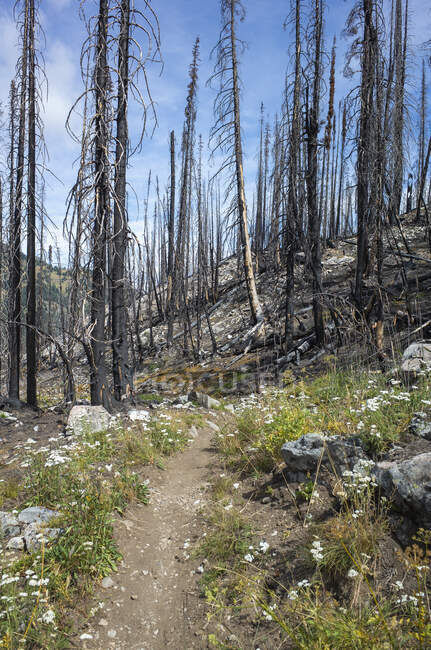 Incendio alberi danneggiati e foresta lungo il Pacific Crest Trail — Foto stock