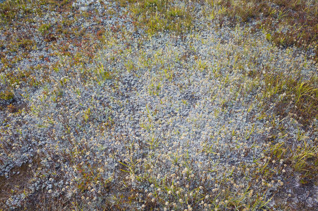 Фрагмент альпійських квітів і трав восени на тихоокеанському узбережжі. — стокове фото