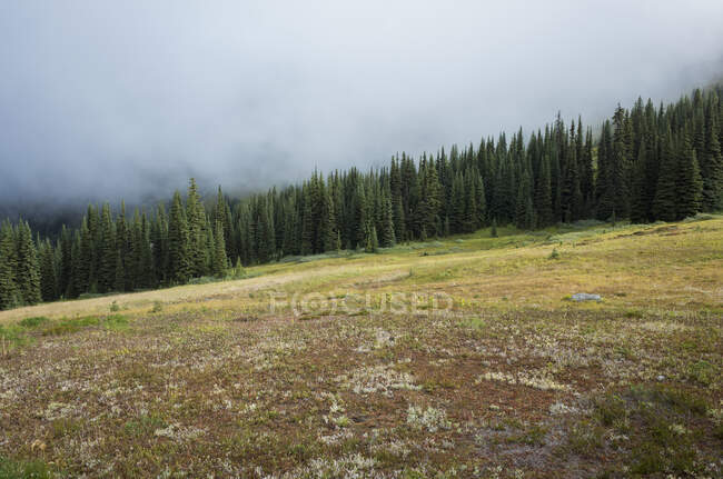 Nuages orageux s'élevant au-dessus d'une chaîne de montagnes isolée et d'une prairie alpine, le long du Pacific Crest Trail — Photo de stock