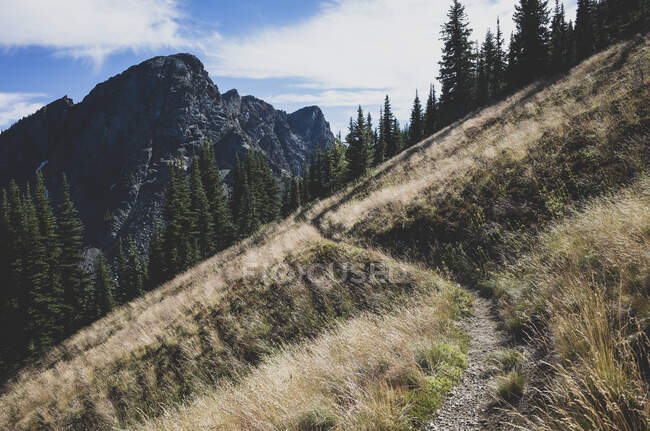 Ein steiler Hang und Wald auf dem Pacific Crest Trail — Stockfoto