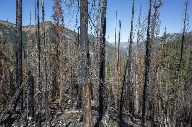 Feuer beschädigte Bäume und Wald am Pacific Crest Trail — Stockfoto