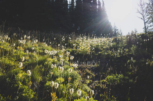 Field of Cotton-grass along the Pacific Crest Trail — Stock Photo