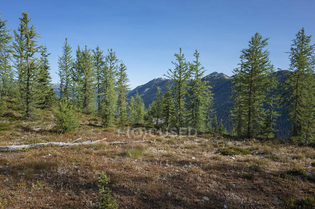 Pradera alpina remota y alerces en otoño, a lo largo del sendero de la cresta del Pacífico - foto de stock