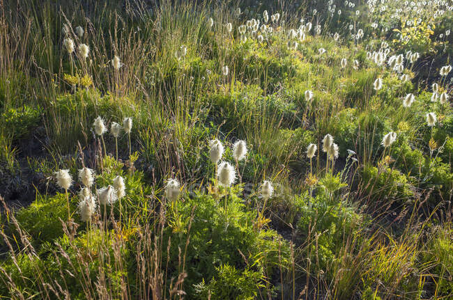 Campo de hierba de algodón a lo largo del sendero de la cresta del Pacífico - foto de stock