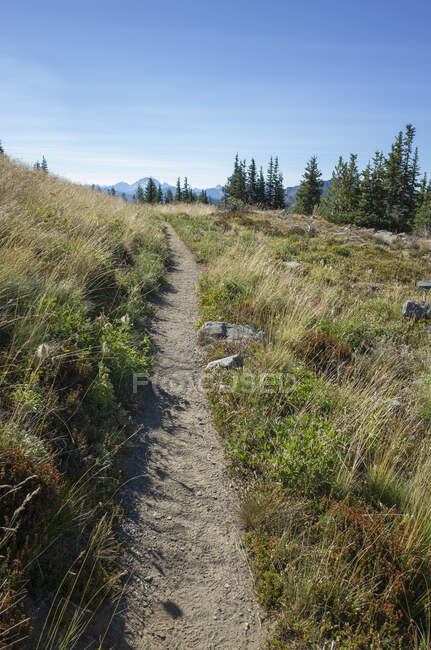Camino a través de prados alpinos en las montañas en el sendero de la cresta del Pacífico - foto de stock