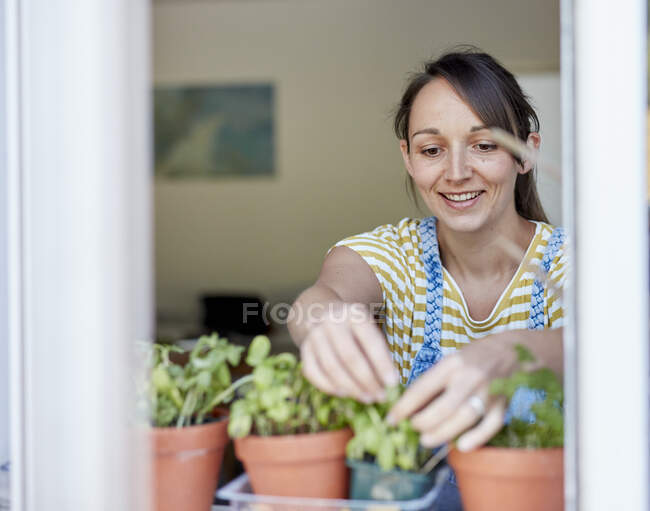 Mujer recogiendo hierbas cultivadas en el alféizar de la ventana - foto de stock