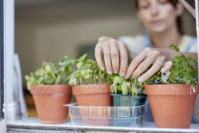 Donna che raccoglie erbe coltivate in casa che crescono sul davanzale della finestra — Foto stock