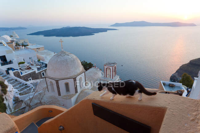 Cat, church and Fira town at sunset, Fira, Santorini, Cyclades Islands, Grécia — Fotografia de Stock