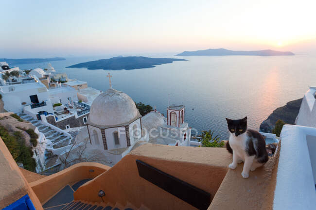 Katze, Kirche und Stadt Fira bei Sonnenuntergang, Fira, Santorin, Kykladen, Griechenland — Stockfoto