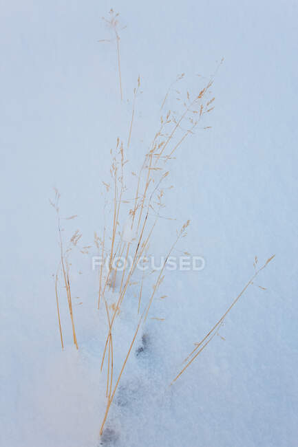 Hierba en la nieve, Tasiilaq, sureste de Groenlandia - foto de stock