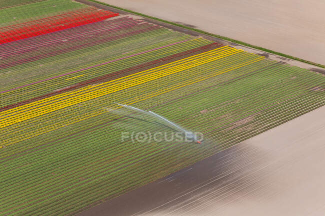 Champs de tulipes, Hollande-Septentrionale, Pays Bas — Photo de stock