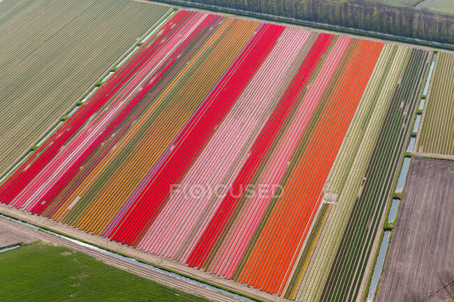Campi tulipani, Olanda Settentrionale, Paesi Bassi — Foto stock