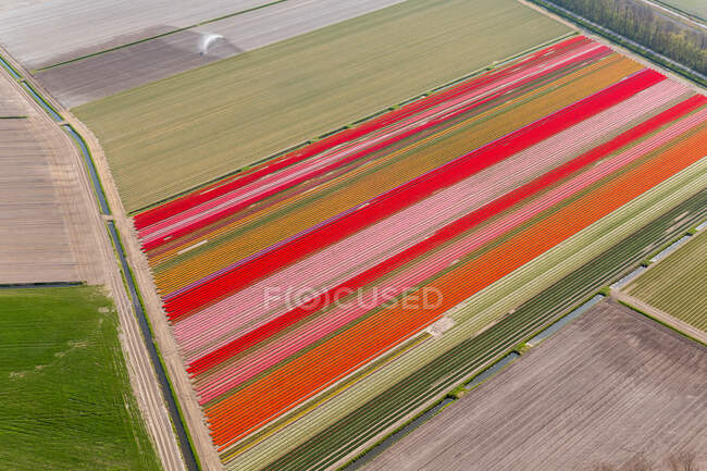 Campos de tulipanes, Holanda Septentrional, Holanda - foto de stock
