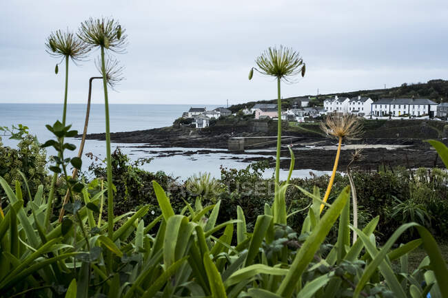Vista da vila piscatória com praia de areia e pequeno porto, murchas Alliums gigantes em primeiro plano. — Fotografia de Stock