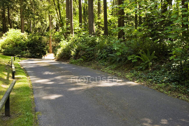 Route passant devant les arbres dans le quartier résidentiel. — Photo de stock