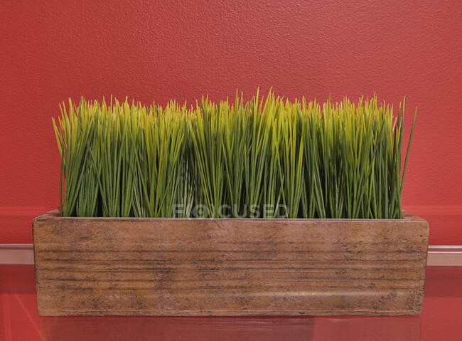 Трава в корыте на стеклянном столе. — стоковое фото