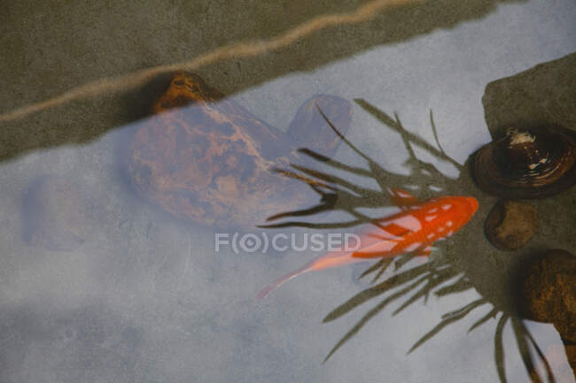 Poissons nageant sous l'eau avec des reflets à la surface de l'étang. — Photo de stock