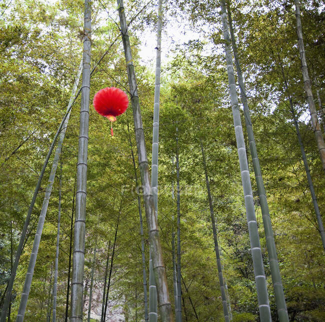 Papierlaterne hängt an Bambusbäumen. — Stockfoto