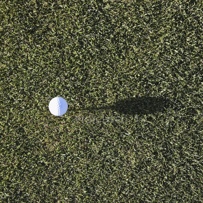 Golf ball on tee on golf green — Stock Photo