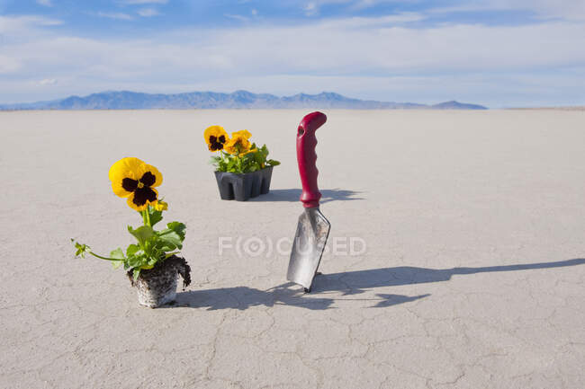Potted pansy flowers with trowel on salt flat. — Stock Photo
