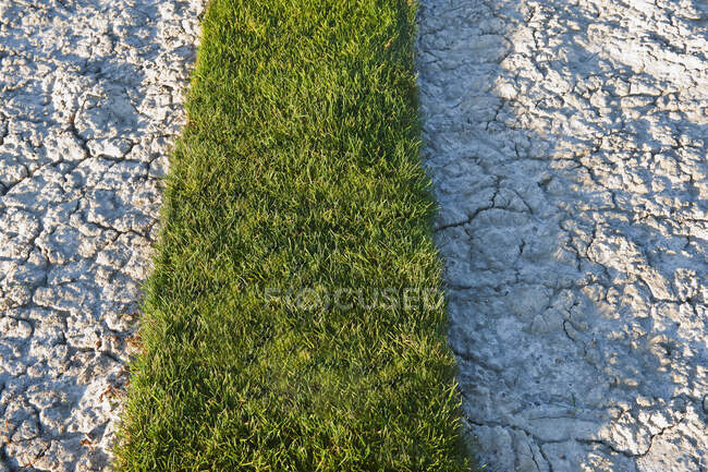 Полоса травы на соленой равнине. — стоковое фото
