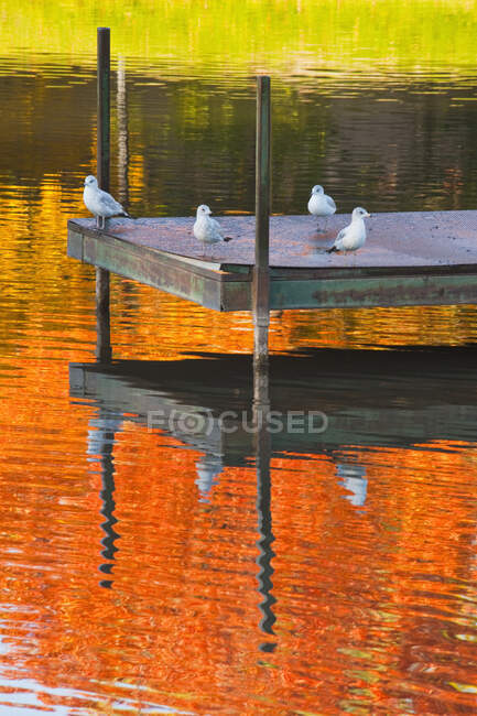 Чайки на пристани в озере в парке. — стоковое фото