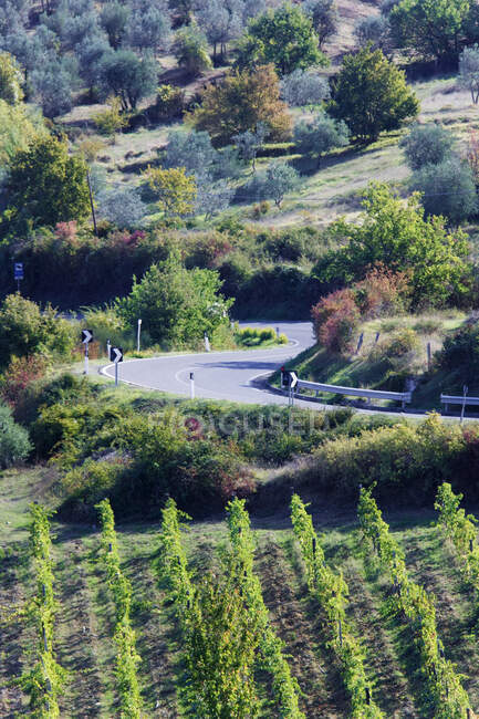 Carretera en paisaje rural con viñas. - foto de stock