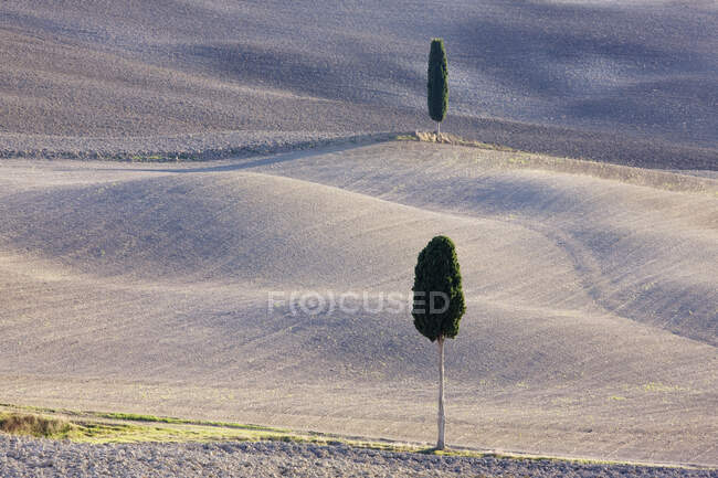 Les arbres dans le paysage agricole rural. — Photo de stock