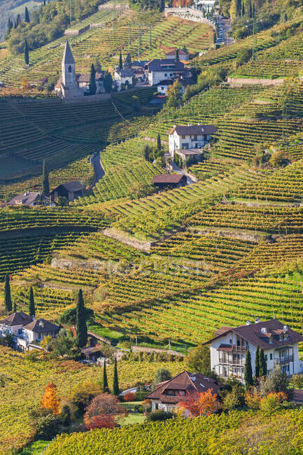 Vinhedos perto de Bolzano, Trentino-Alto Adige, Tirol do Sul, Itália — Fotografia de Stock