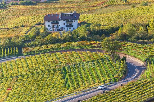 Vignobles près de Bolzano, Trentino-Alto Adige, Tyrol du Sud, Italie — Photo de stock