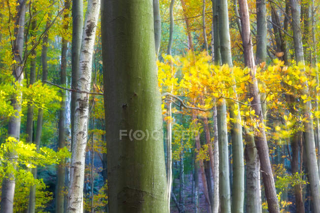 Autumn trees, Saxon Switzerland, Germany — Stock Photo