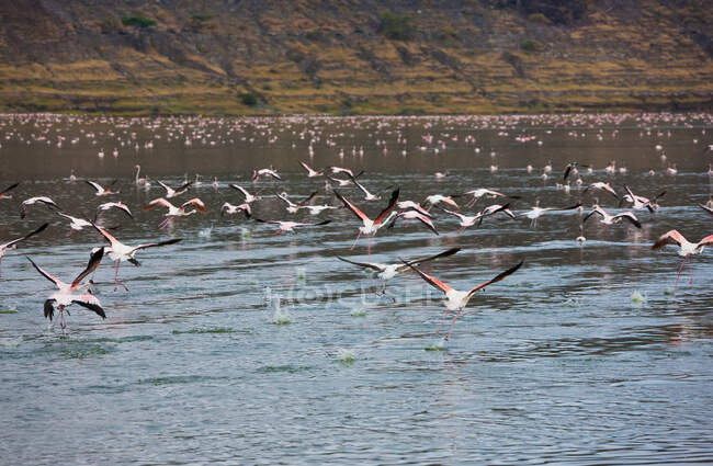 Flamingos in lake Chitu, Abiata-Shala National Park, Ethiopia — Stock Photo
