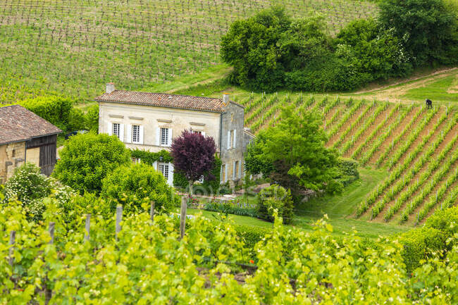 House and vineyard in the Bordeaux region near St. Emilion — Stock Photo