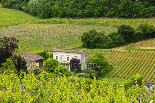 House and vineyard in the Bordeaux region near St. Emilion — Stock Photo
