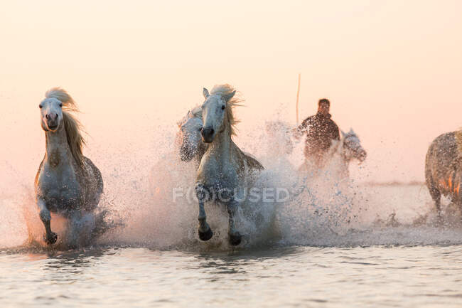 Белые лошади, бегущие по воде, Камарг, Франция — стоковое фото