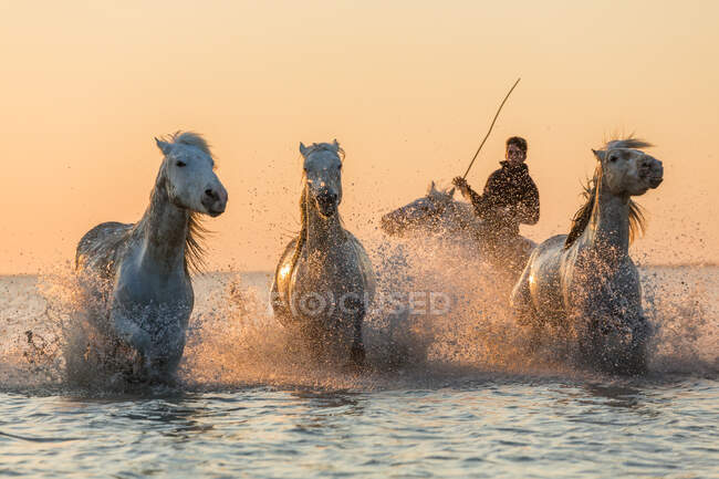 Caballos blancos corriendo por el agua, La Camarga, Francia - foto de stock