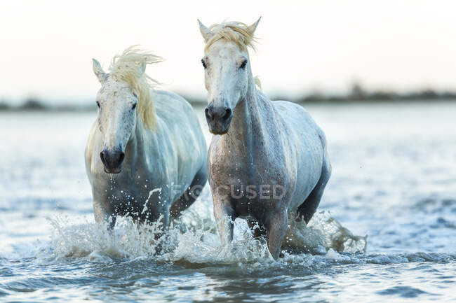 Белые лошади, бегущие по воде, Камарг, Франция — стоковое фото