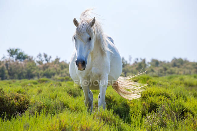 Cavalo branco em pântano, The Camargue, França — Fotografia de Stock