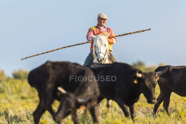 Gardian, cowboy della Camargue con tori, Camargue, Francia — Foto stock