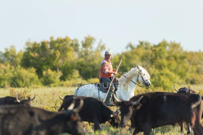 Gardian, vaquero de La Camarga con toros, Camargue, Francia - foto de stock