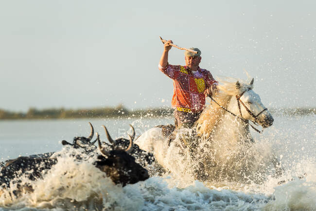 Гардиан, ковбой из Камарга с быками, Камарг, Франция — стоковое фото
