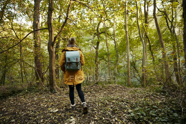 Woman walking through autumn woodland, back view — Stock Photo