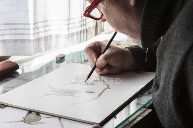Artista maduro en el trabajo dibujo sobre papel, un estudio de la fauna de las aves. - foto de stock
