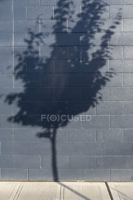 Тень дерева на стене здания — стоковое фото