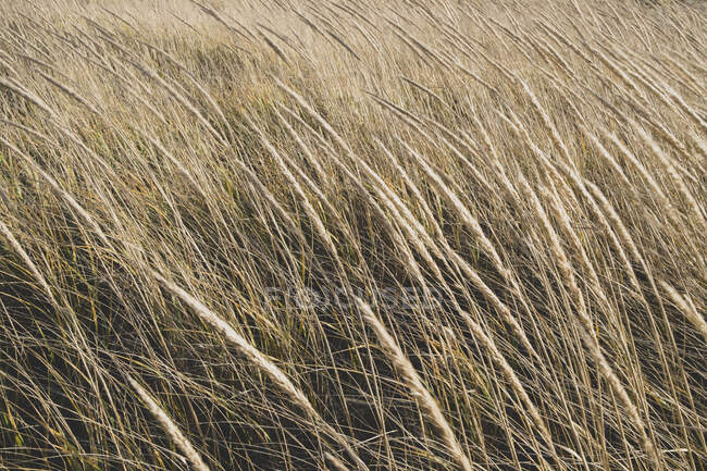 Champ d'herbes marines balayées par le vent au crépuscule — Photo de stock