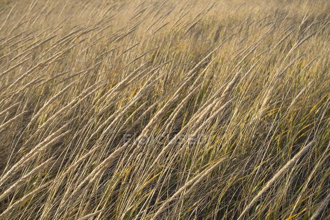 Campo di erbe marine spazzate dal vento al crepuscolo — Foto stock
