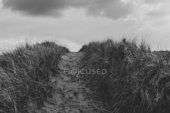 Chemin à travers l'herbe des dunes — Photo de stock
