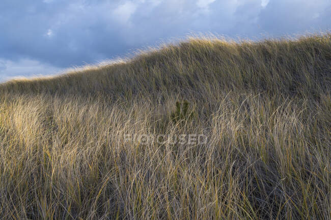 Поле вітрів морські трави в сутінках — стокове фото