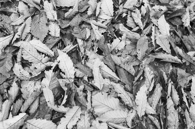 Autumn leaves in a heap, full frame, black and white — Stock Photo